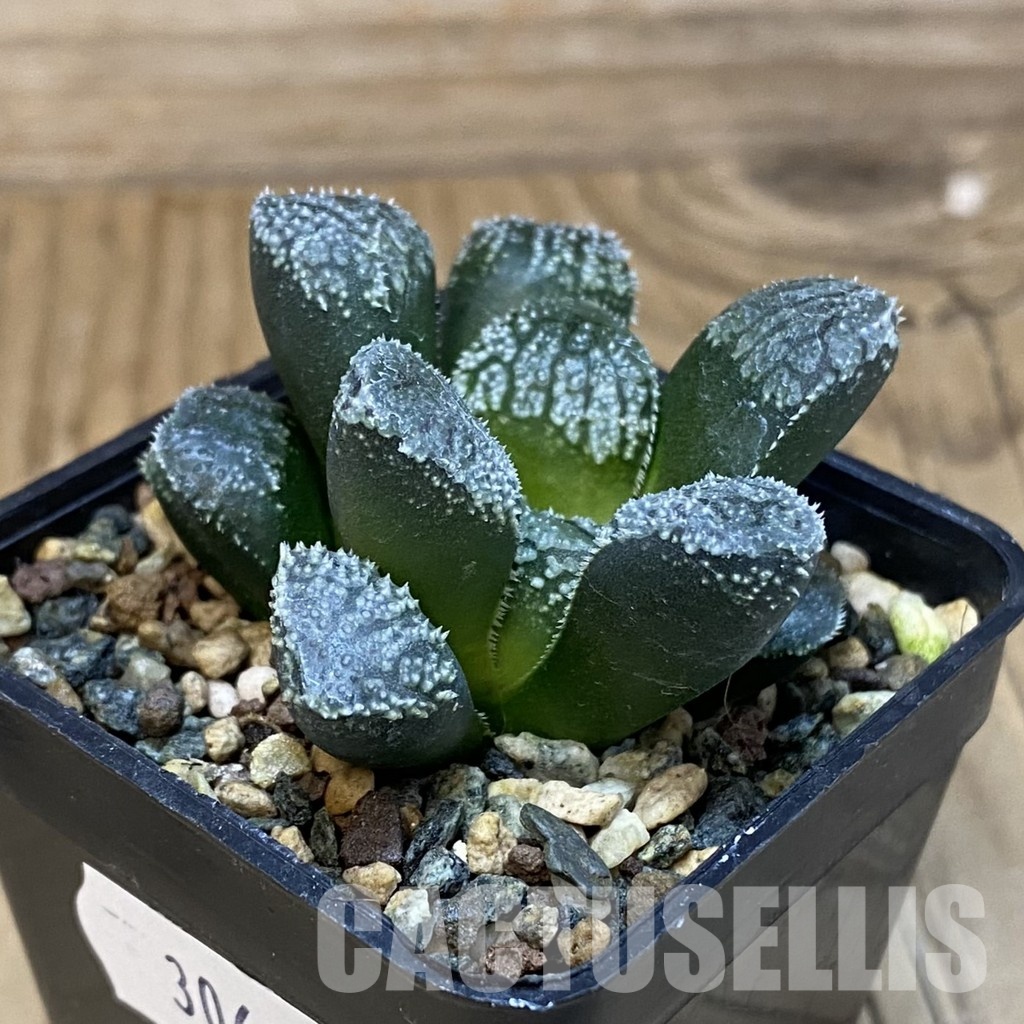 SH30682 Haworthia 'Mordor' - Image 2