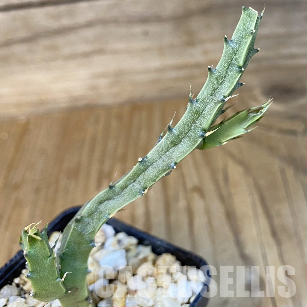 SH30684 Caralluma flavovirens
