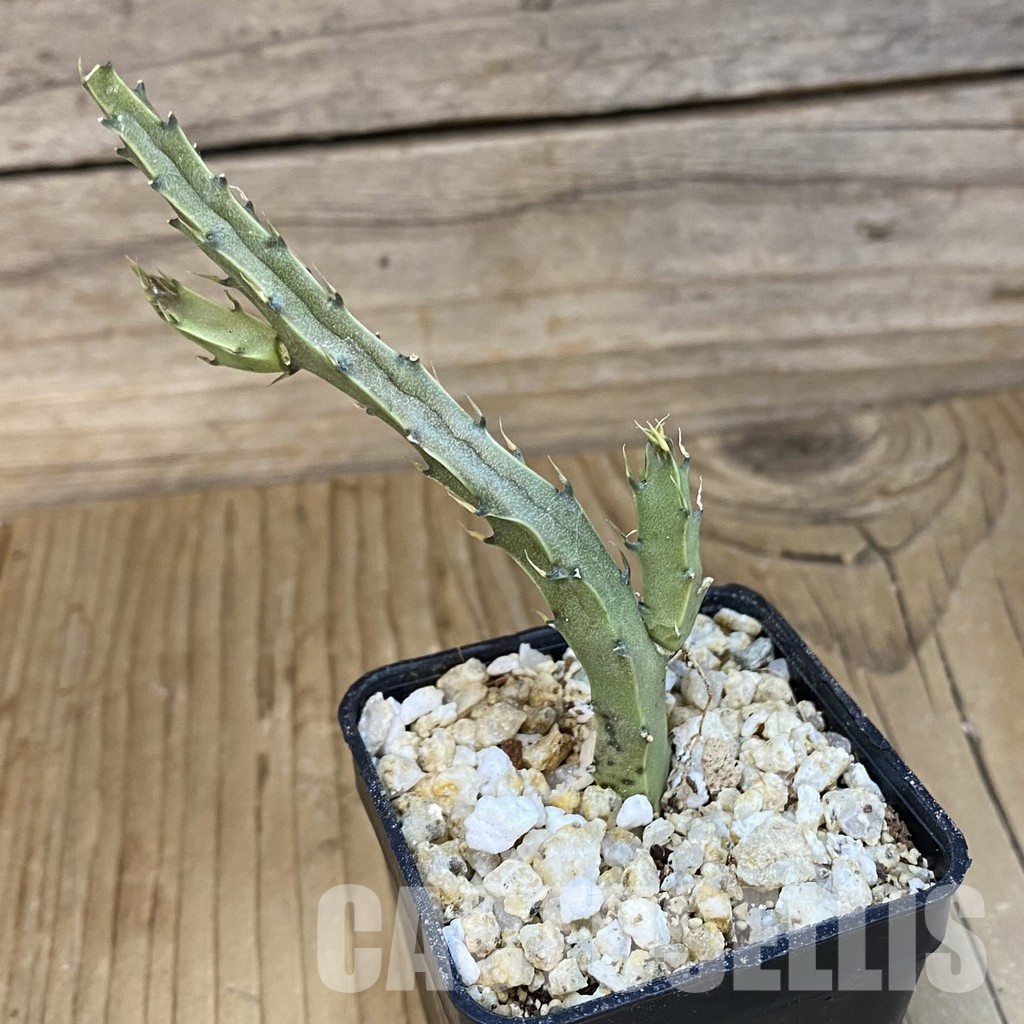 SH30684 Caralluma flavovirens - Image 2