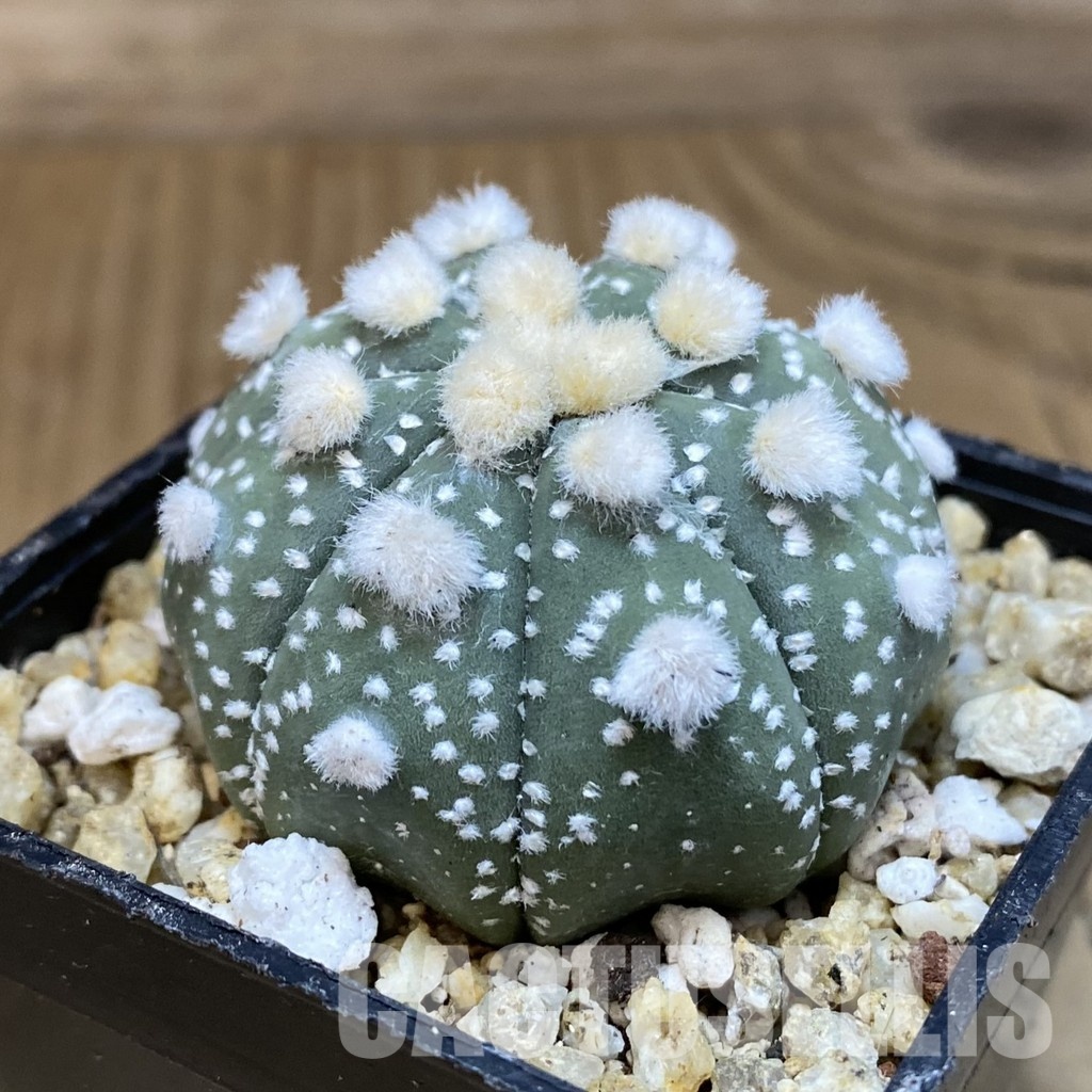 SH30649 Astrophytum asterias ‘Ooibo’ - Image 2