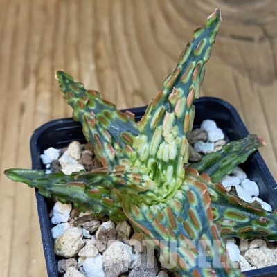 SH30687 Aloe TCT hybrid