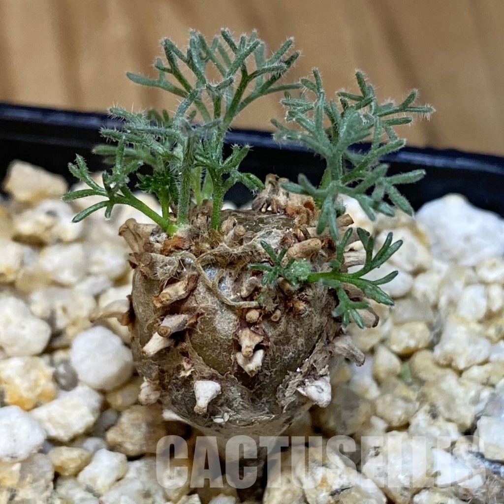 SH30689 Sarcocaulon peniculinum
