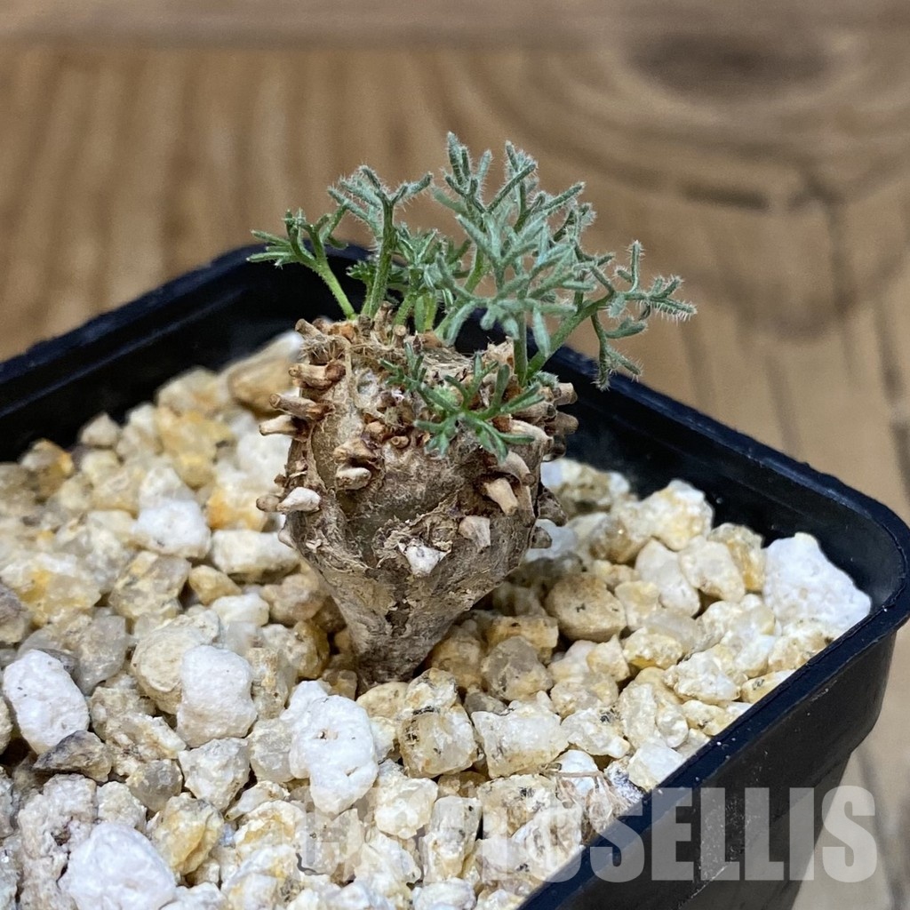 SH30689 Sarcocaulon peniculinum - Image 2
