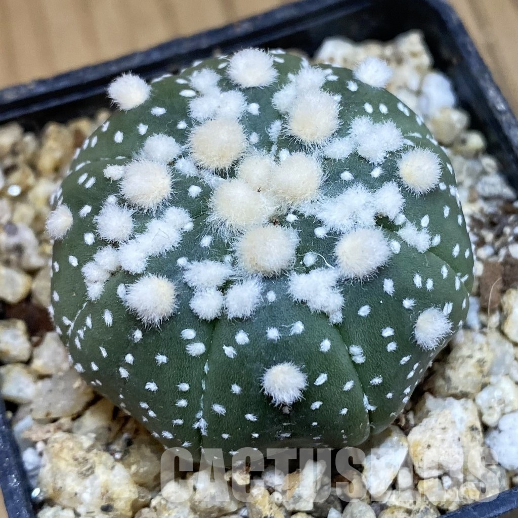 SH30650 Astrophytum asterias ‘Hanazono’
