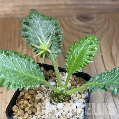 SH30692 Dorstenia horwoodii