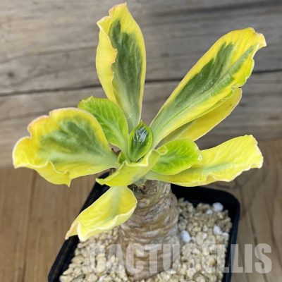 SH30694 Euphorbia poissonii f. variegata