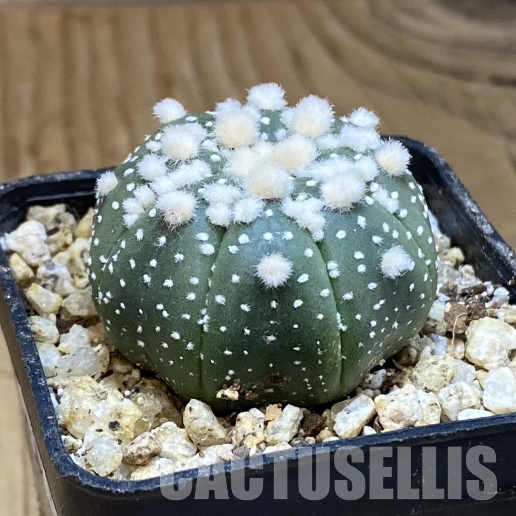 SH30650 Astrophytum asterias ‘Hanazono’ - Image 2