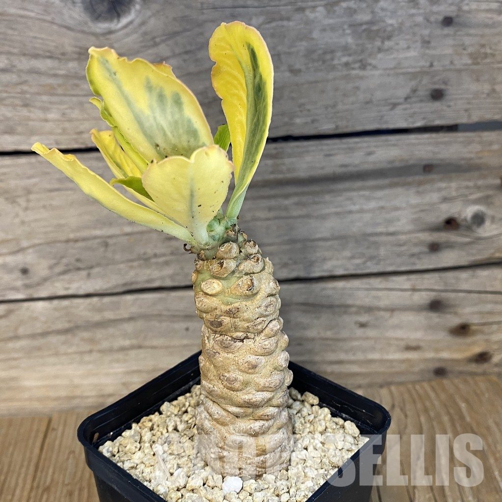 SH30694 Euphorbia poissonii f. variegata - Image 2