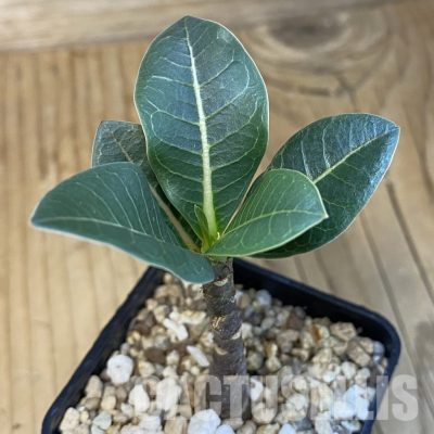 SH30697 Adenium arabicum ‘Black Body’