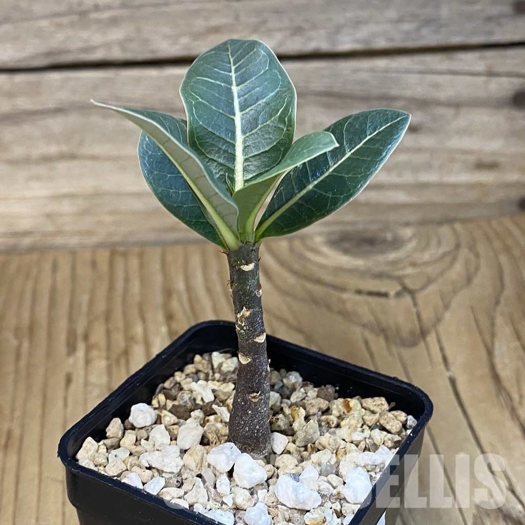 SH30697 Adenium arabicum ‘Black Body’ - Image 2