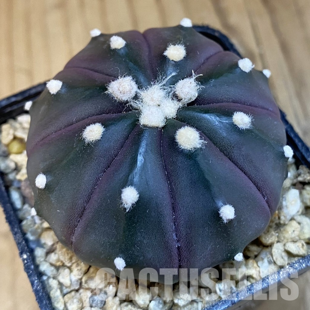 SH30651 Astrophytum asterias ‘Purple Skin’