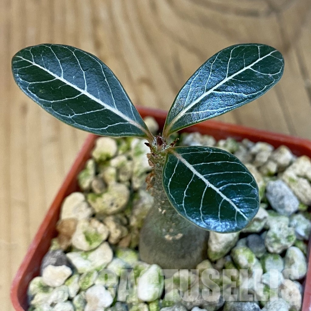 SH30701 Adenium socotranum