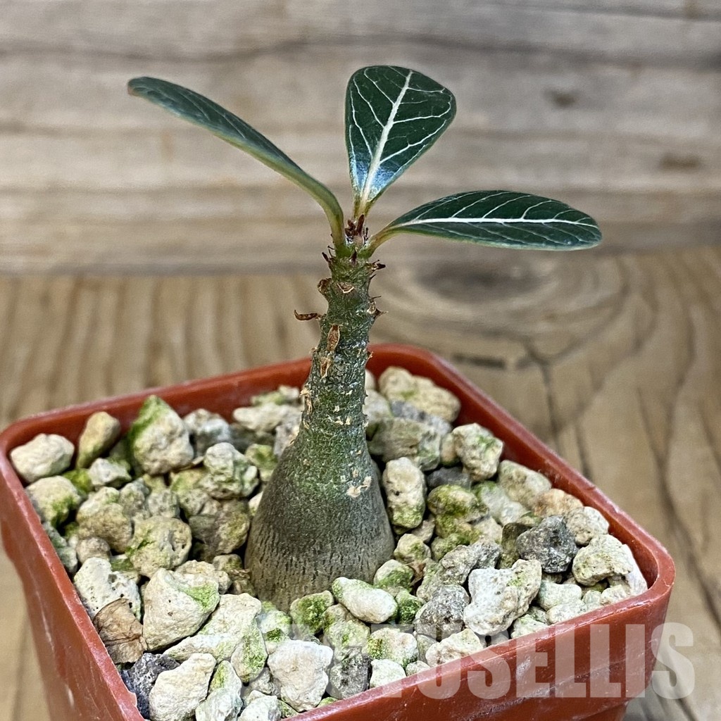 SH30701 Adenium socotranum - Image 2