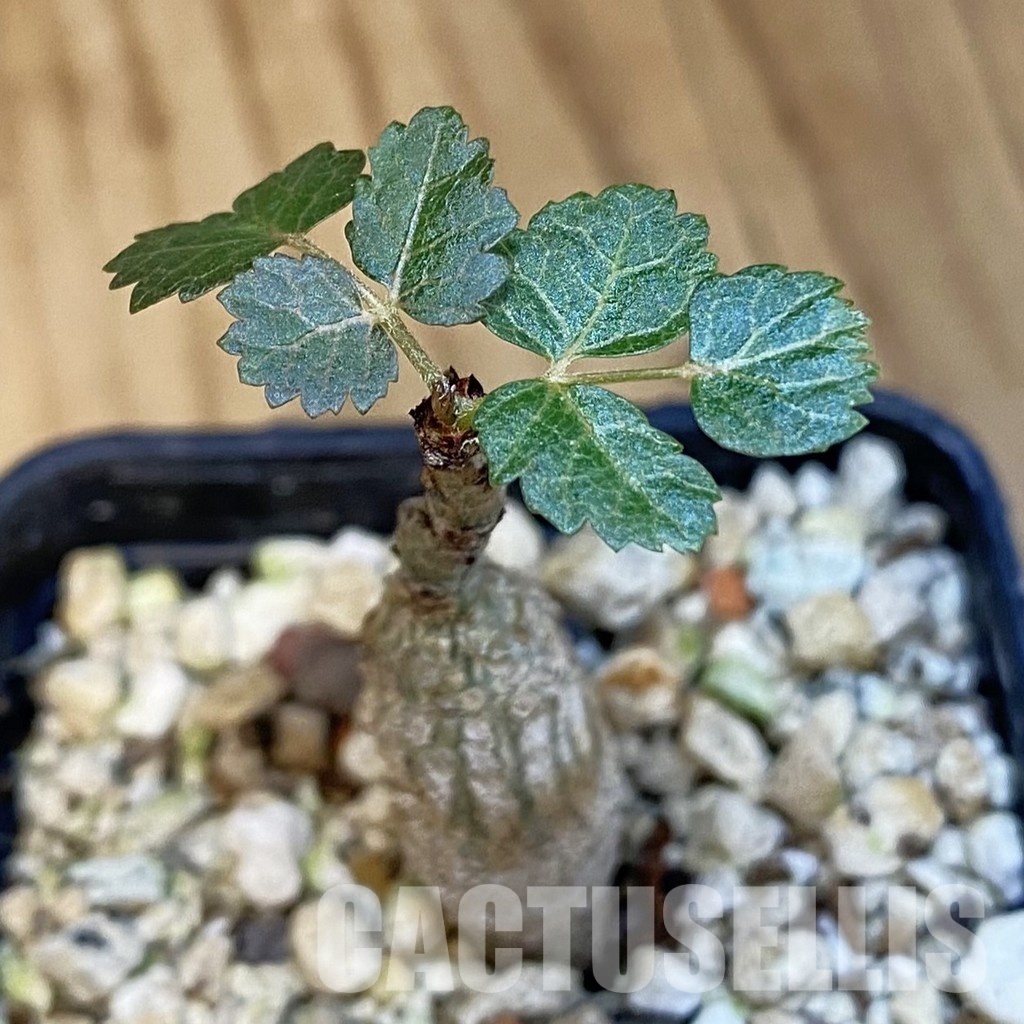 SH30703 Boswellia dioscoridis