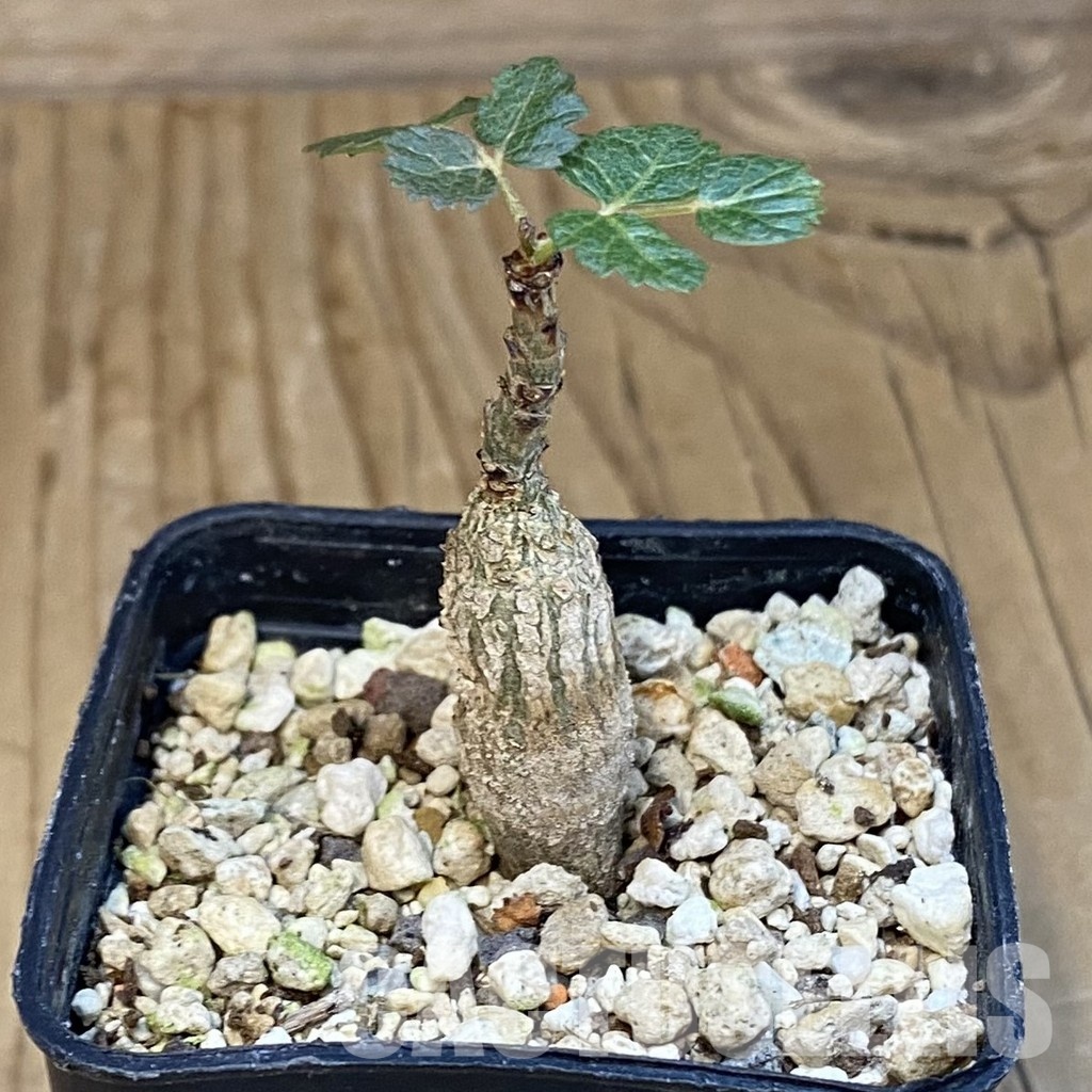 SH30703 Boswellia dioscoridis - Image 2