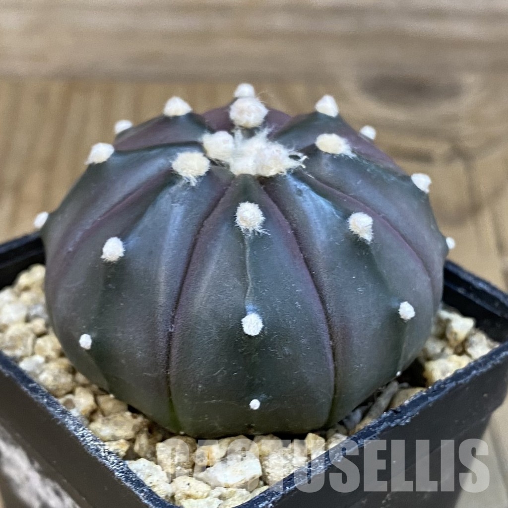 SH30651 Astrophytum asterias ‘Purple Skin’ - Image 2