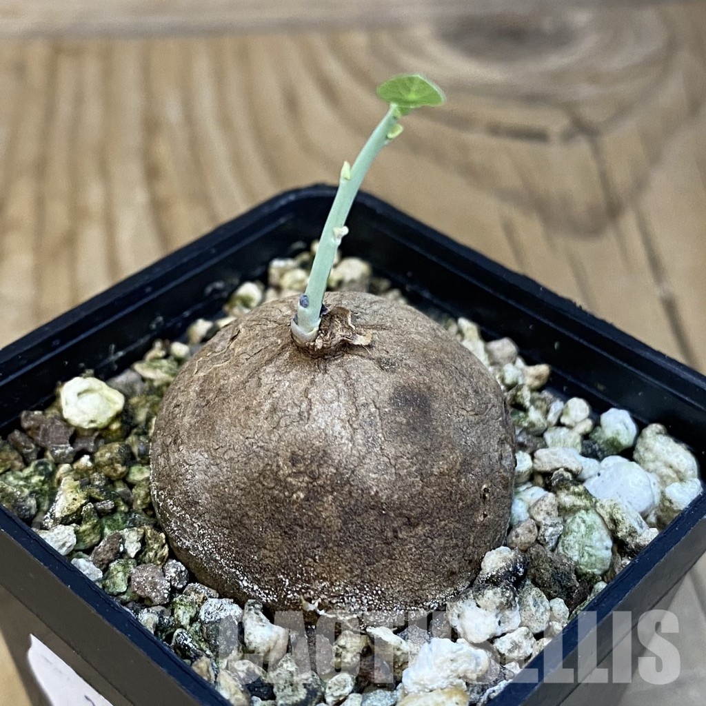 SH30704 Stephania erecta - Image 2