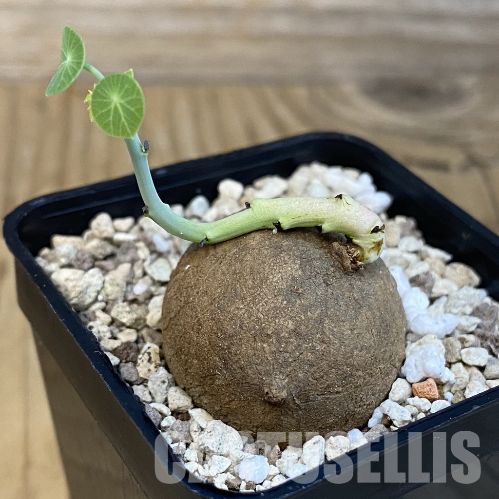 SH30705 Stephania erecta - Image 2