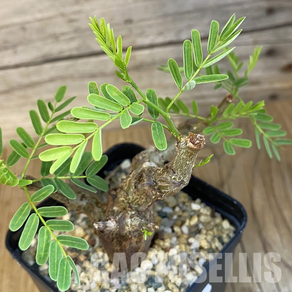 SH30708 Senna meridionalis