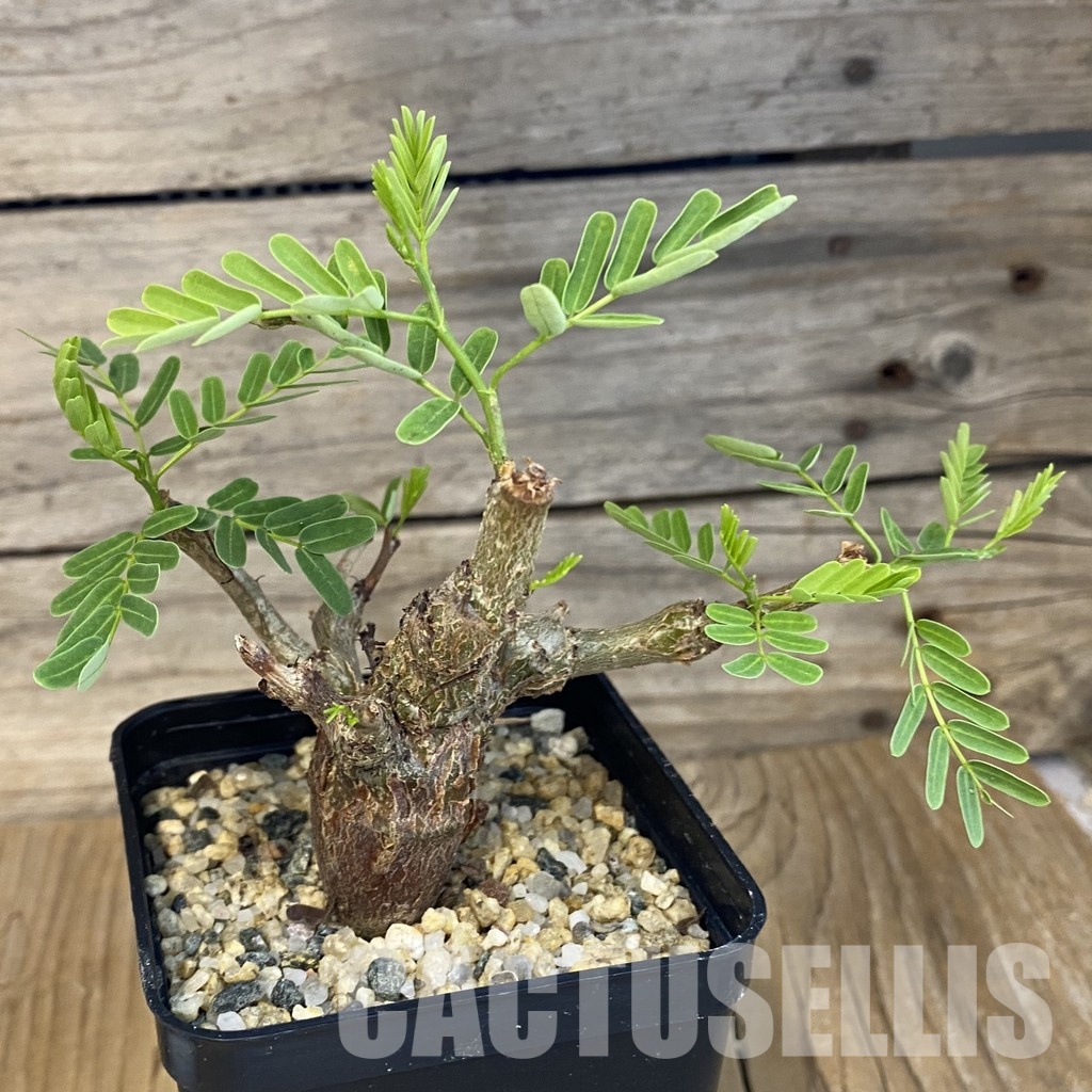 SH30708 Senna meridionalis - Image 2