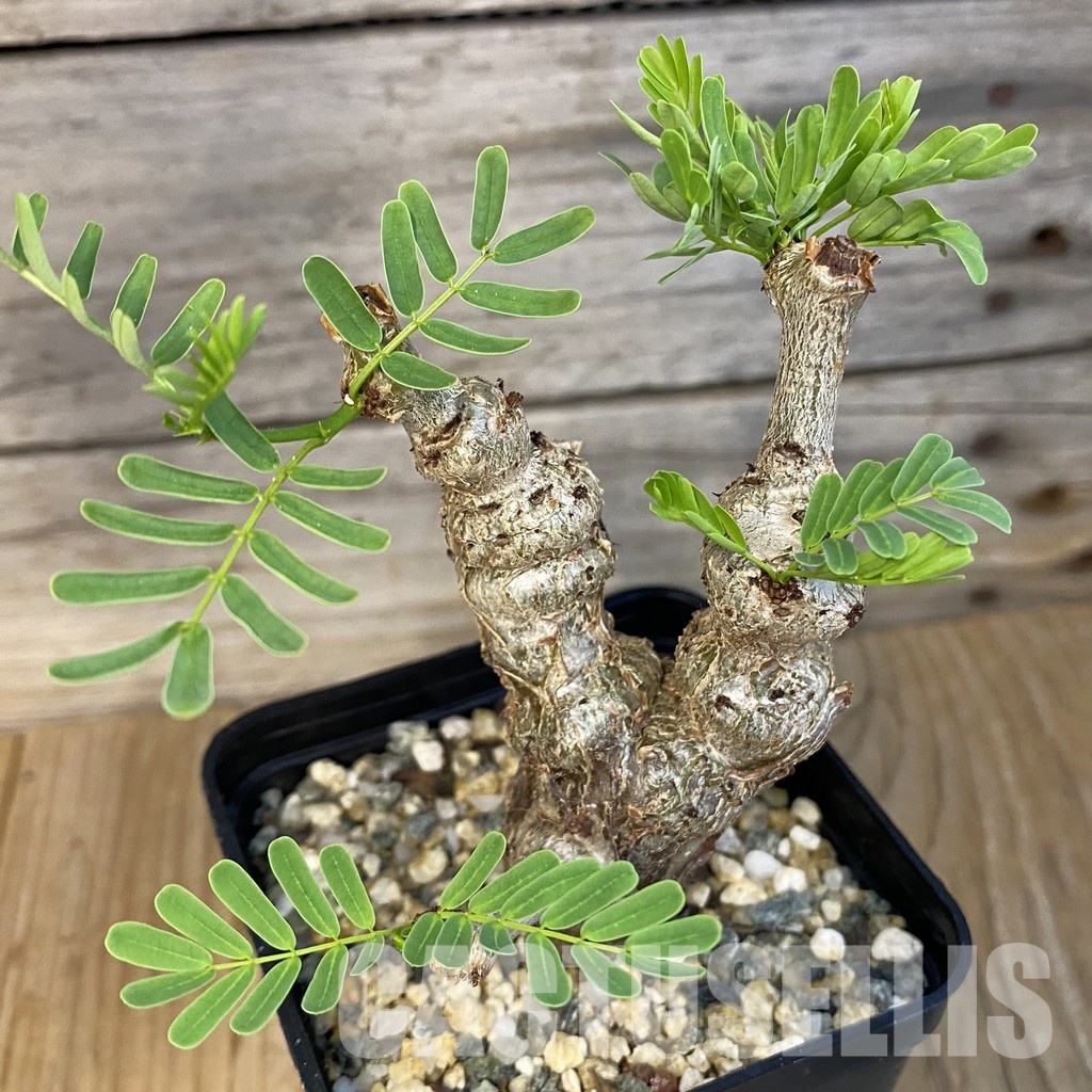 SH30709 Senna meridionalis