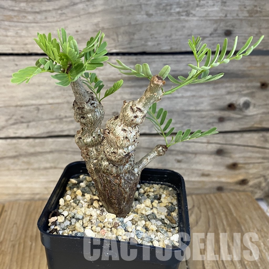 SH30709 Senna meridionalis - Image 2