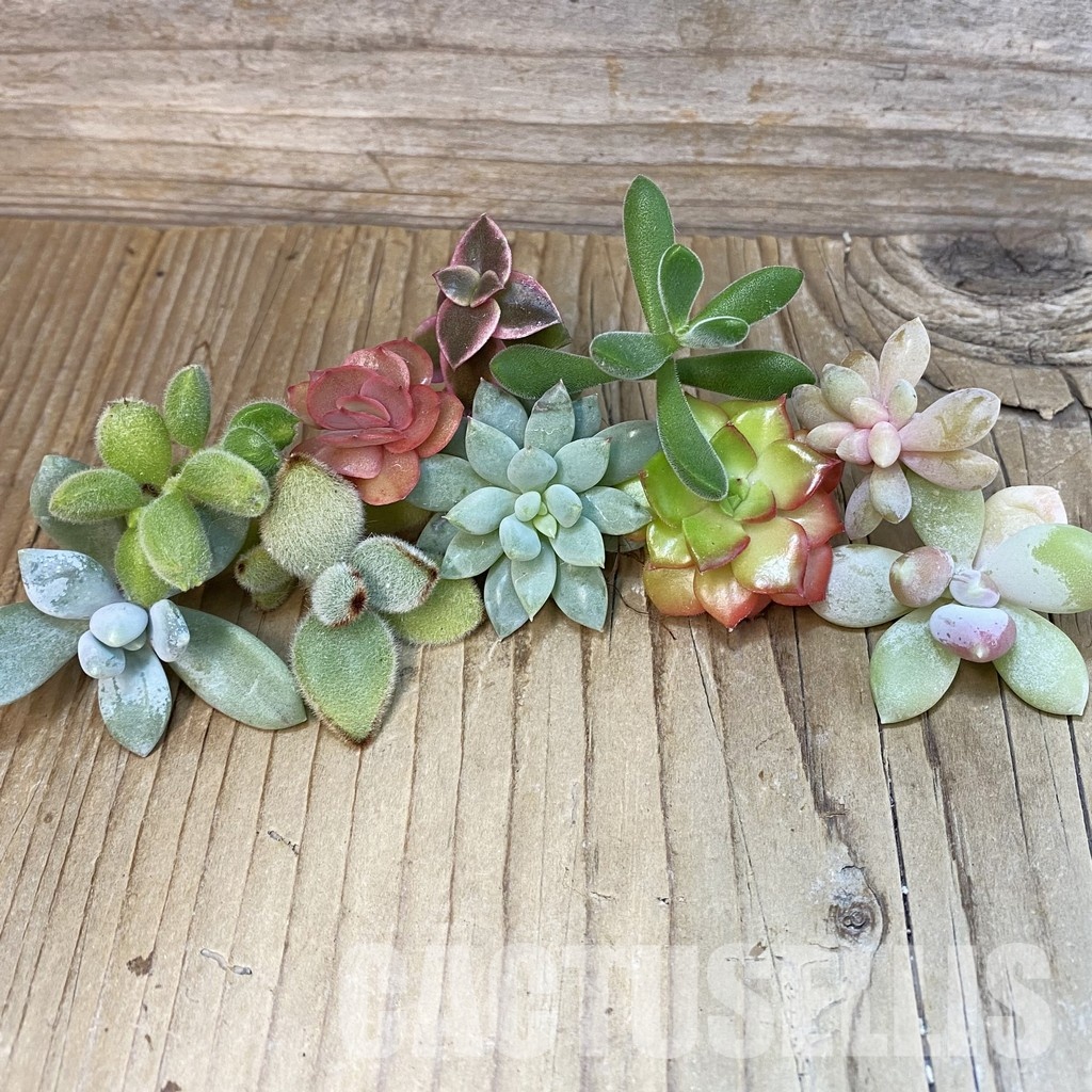 SH30720 Succulents mix, cuted