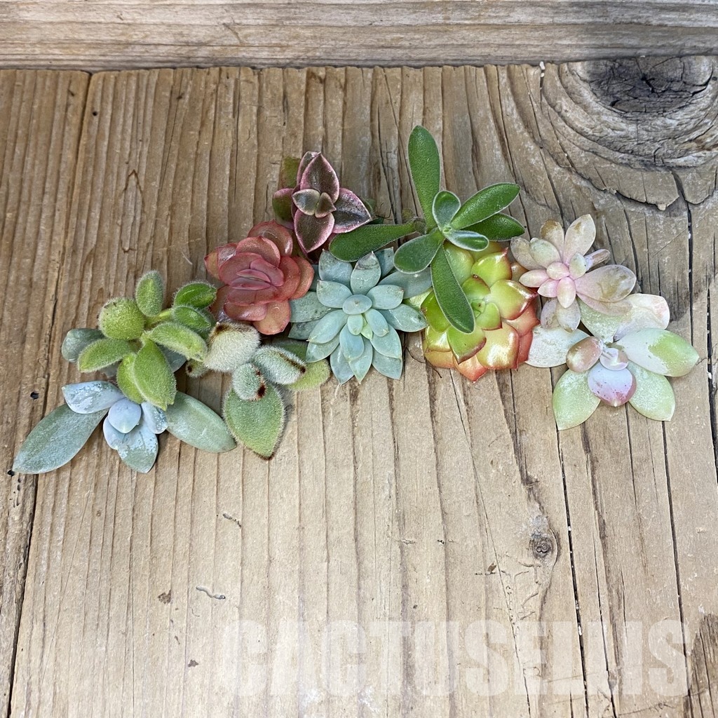 SH30720 Succulents mix, cuted - Image 2