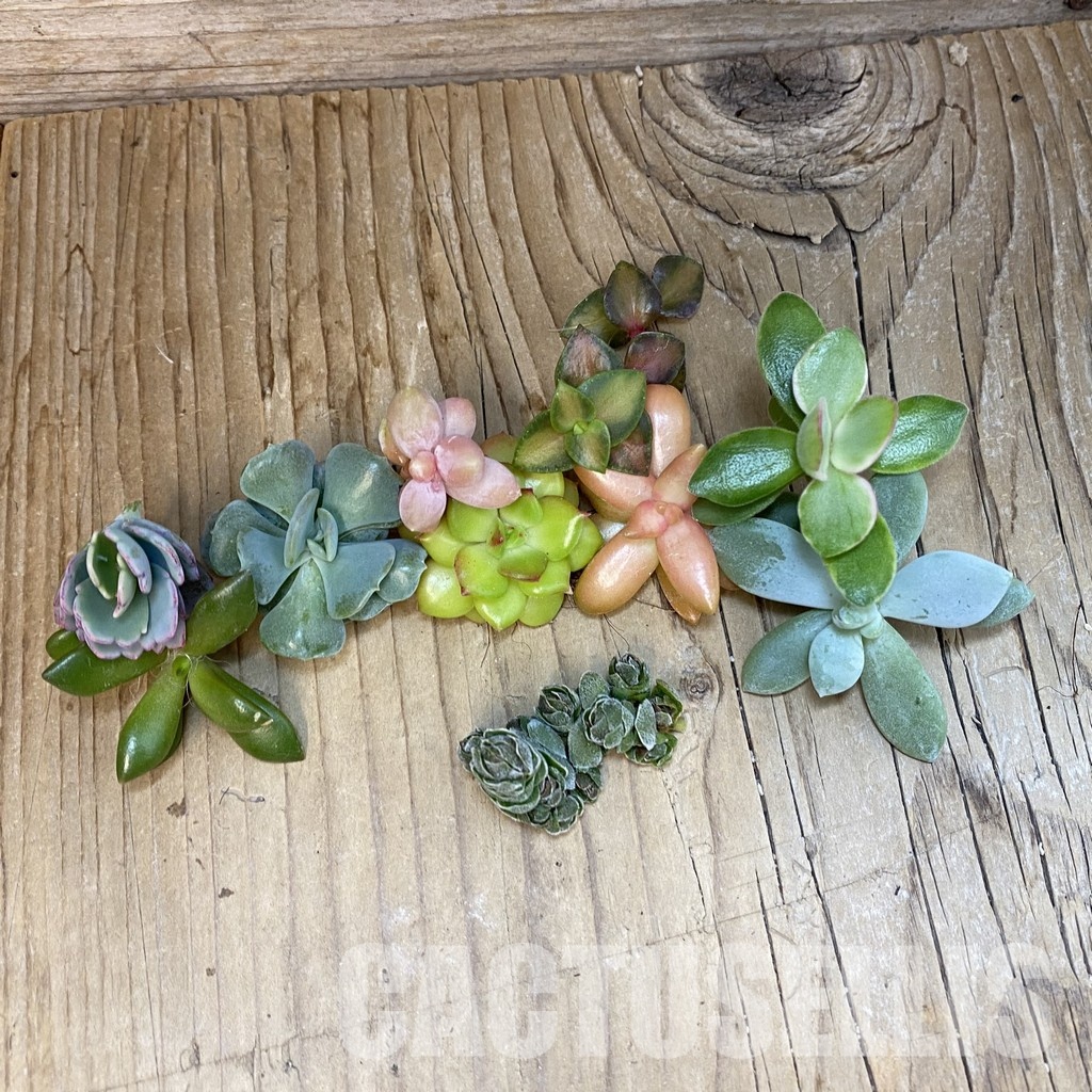 SH30722 Succulents mix, cuted - Image 2