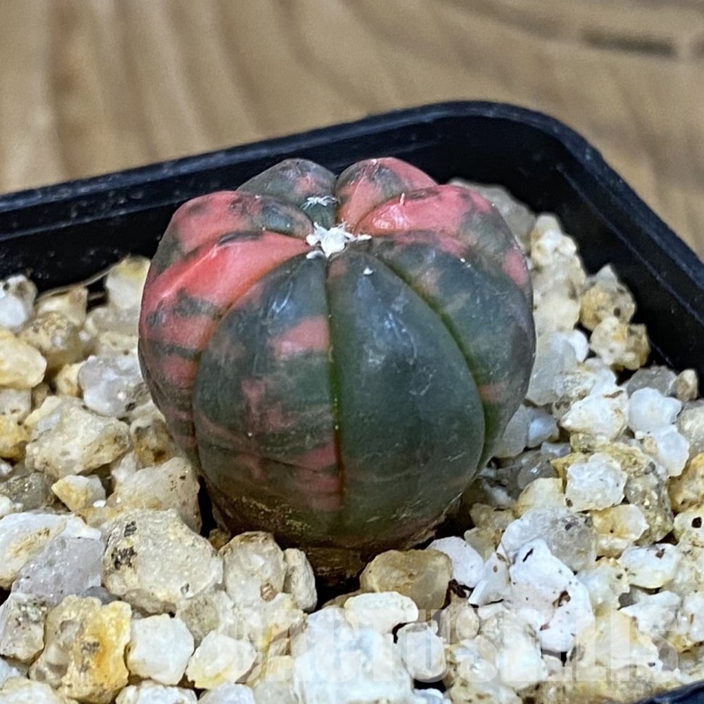 SH30653 Astrophytum asterias ‘Red Purple Skin’ f. variegata - Image 2