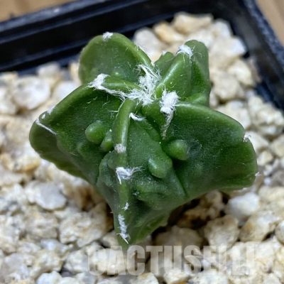 SH30655 Astrophytum myriostigma ‘Fukuryu’