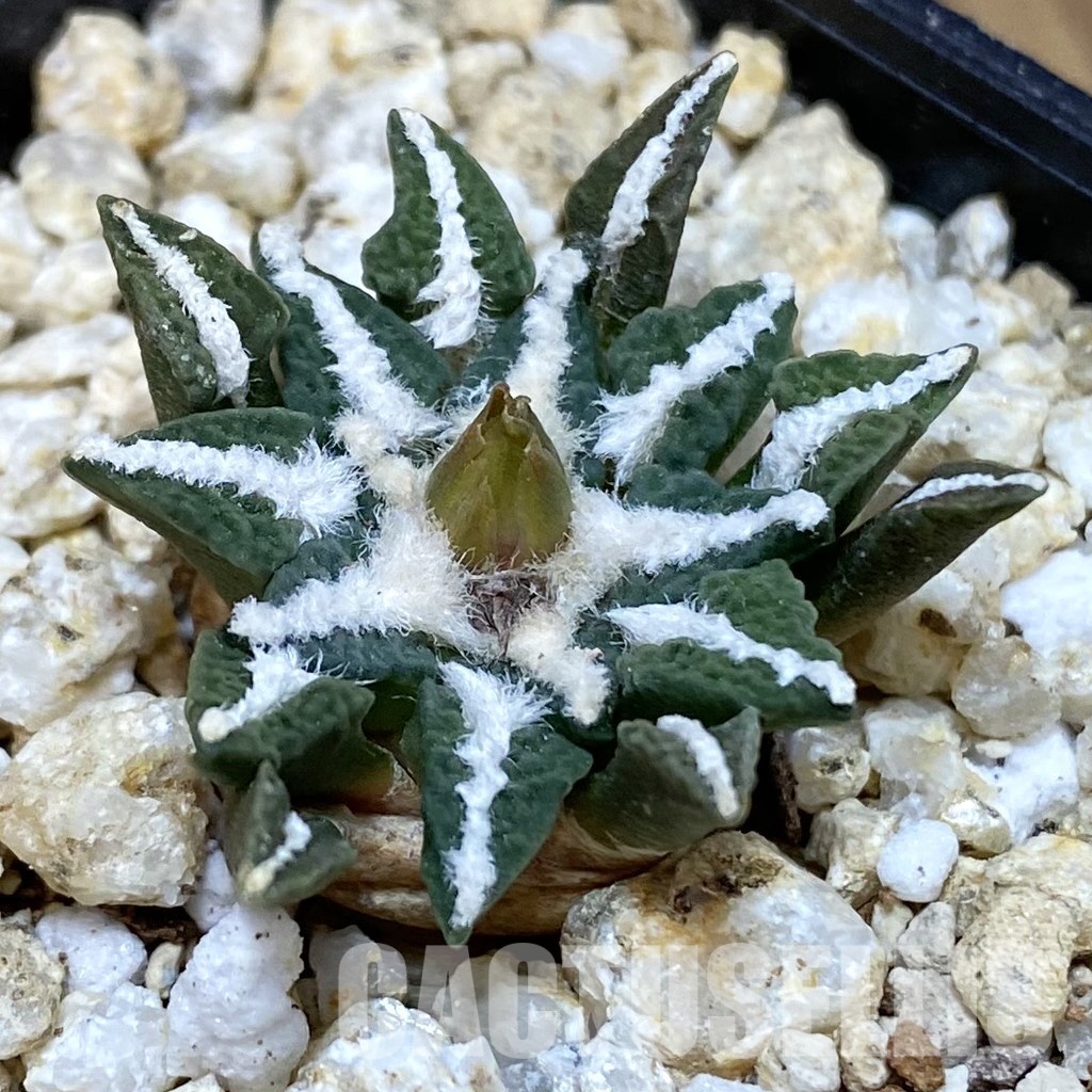SH30660 Ariocarpus kotschoubeyanus v. macdowellii, own roots seedling