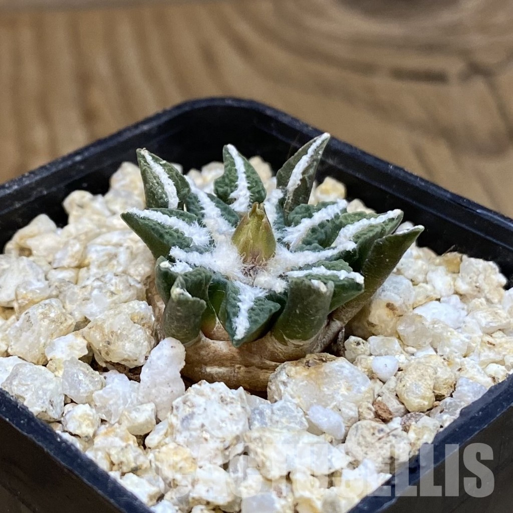 SH30660 Ariocarpus kotschoubeyanus v. macdowellii, own roots seedling - Image 2