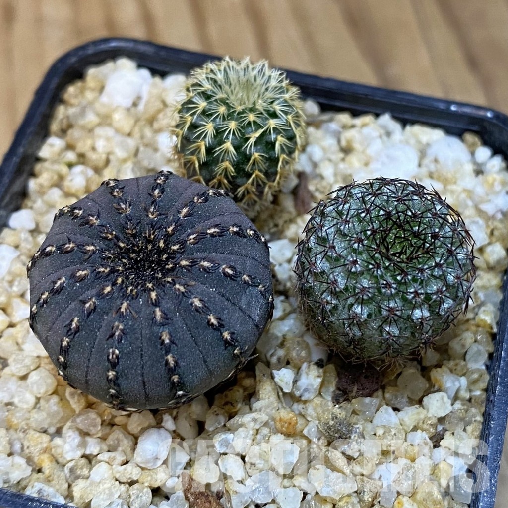 SH30662 Frailea mix