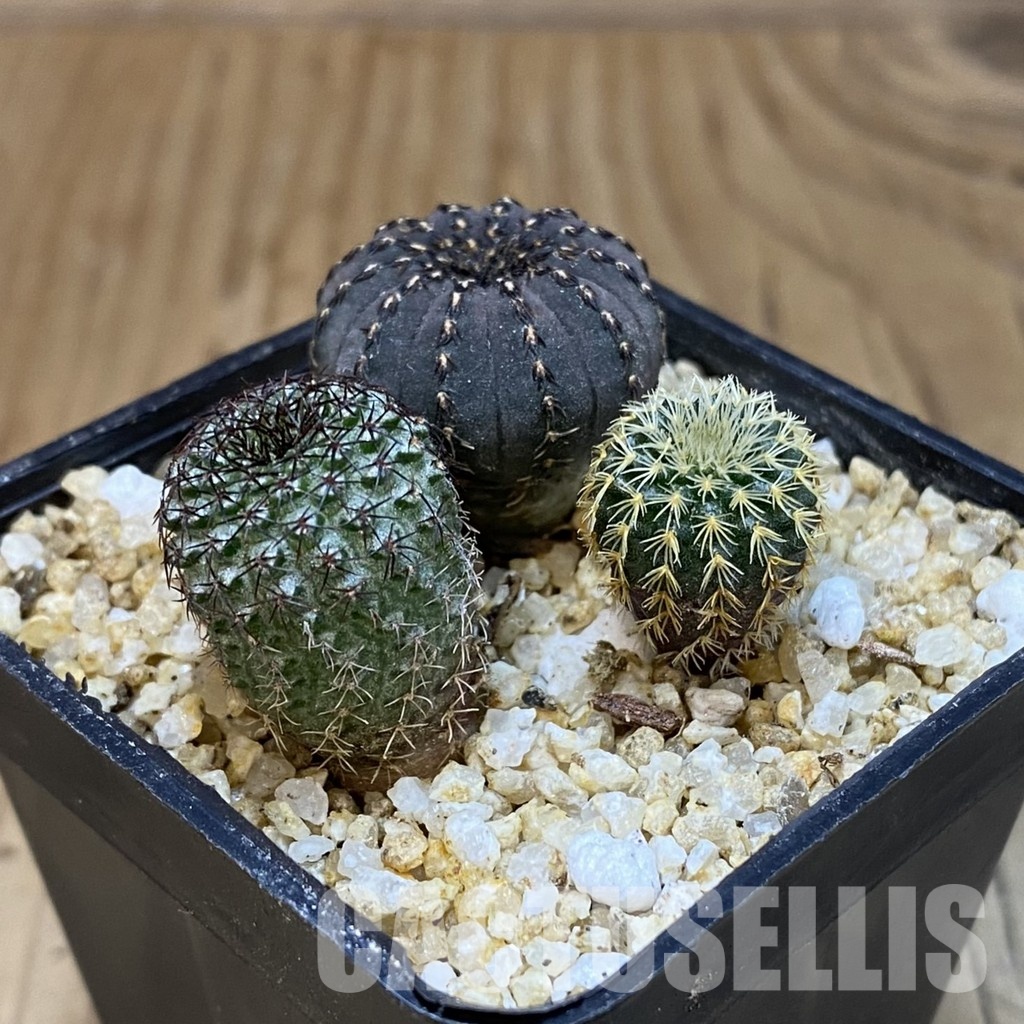 SH30662 Frailea mix - Image 2