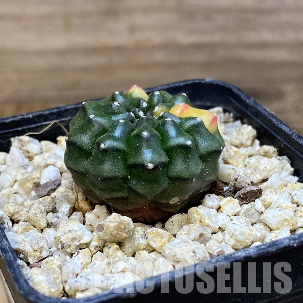 SH30664 Gymnocalycium mihanovichii ‘inermis’ f. variegata, seedling - Image 2