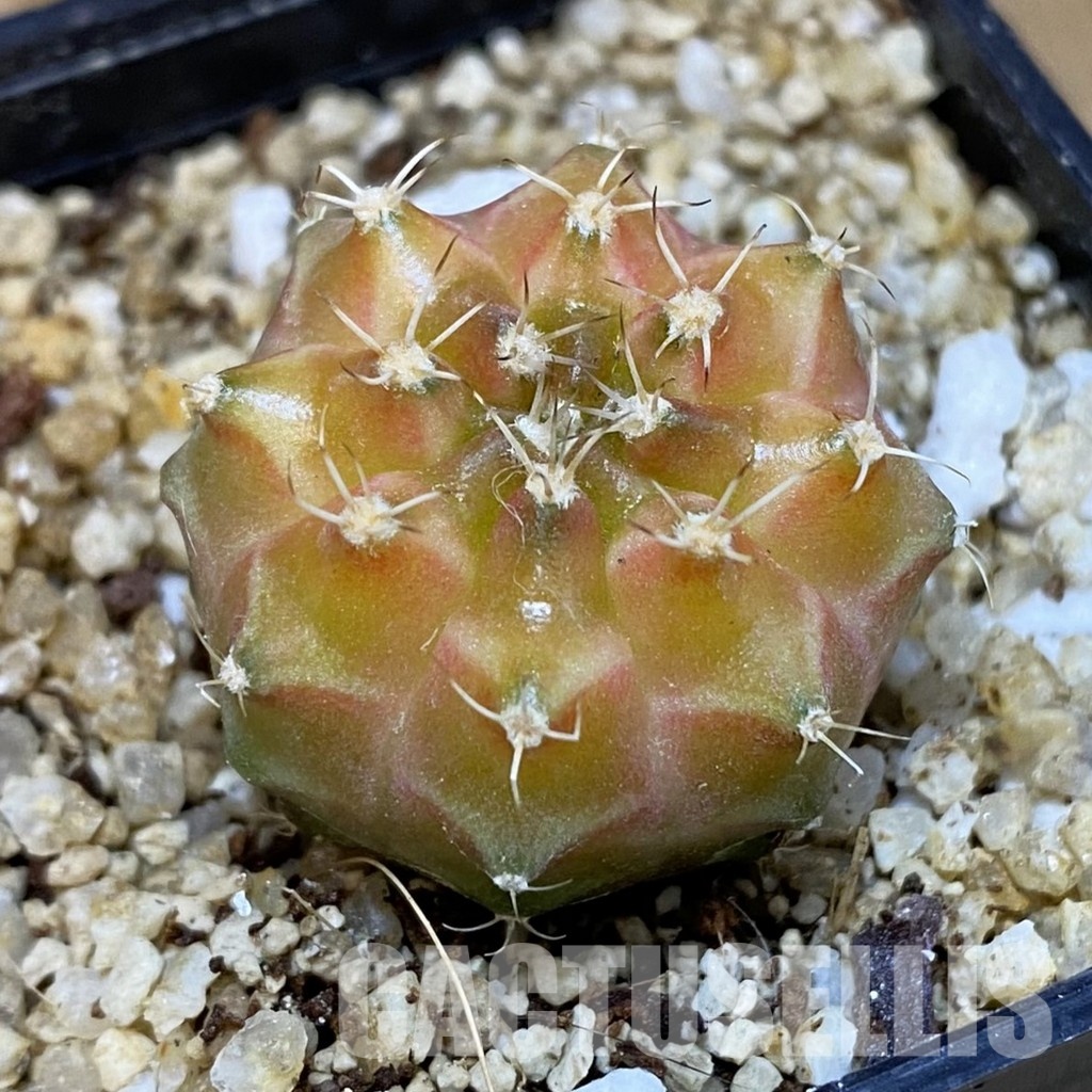 SH30666 Gymnocalycium mihanovichii ‘Neon’ hybrid