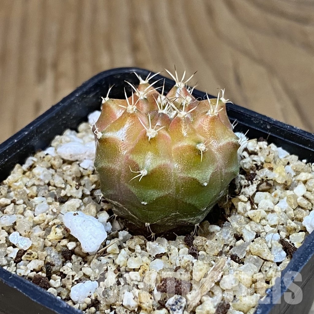 SH30666 Gymnocalycium mihanovichii ‘Neon’ hybrid - Image 2