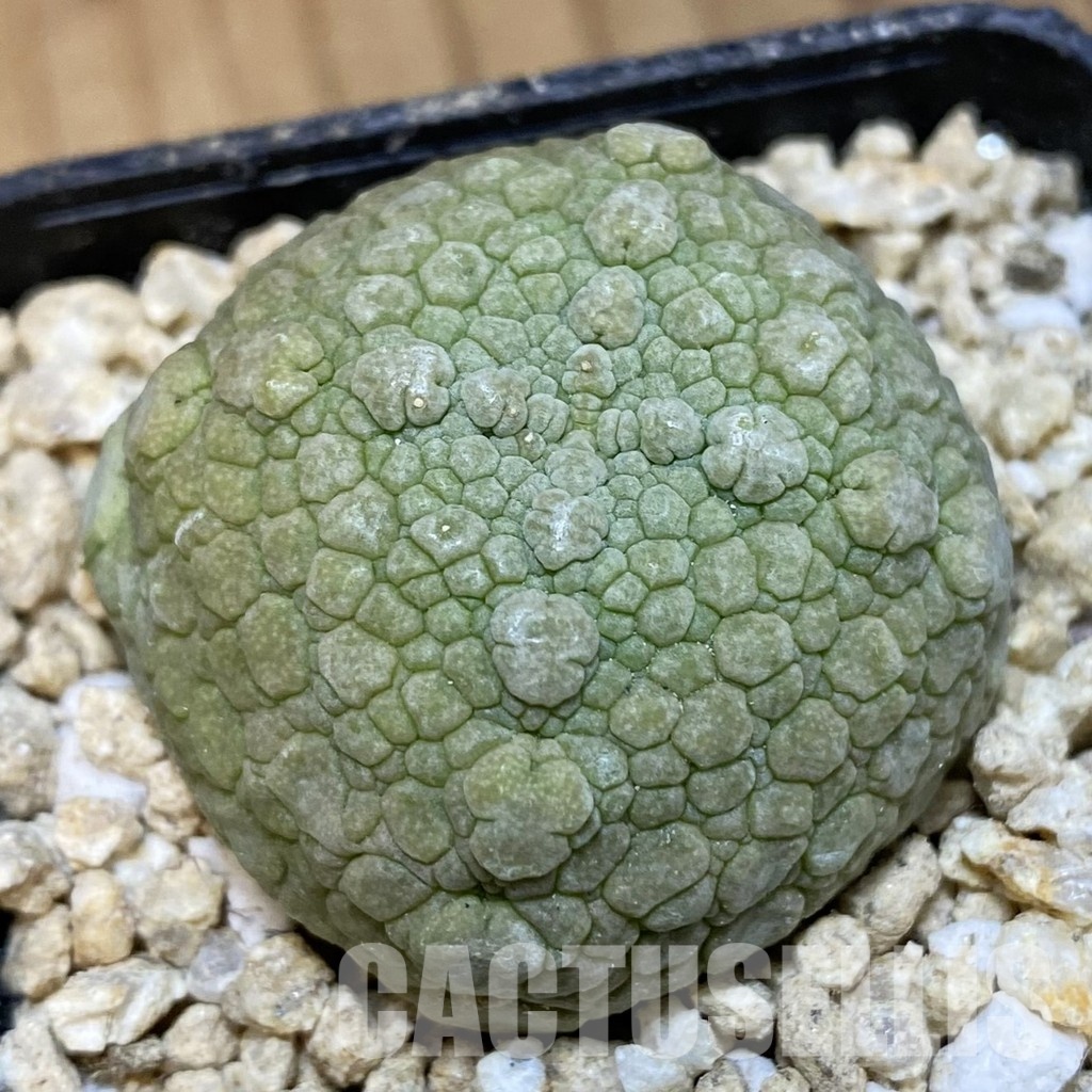 SH30669 Pseudolithos migiurtinus