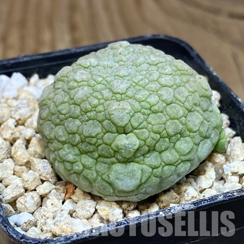 SH30669 Pseudolithos migiurtinus - Image 2