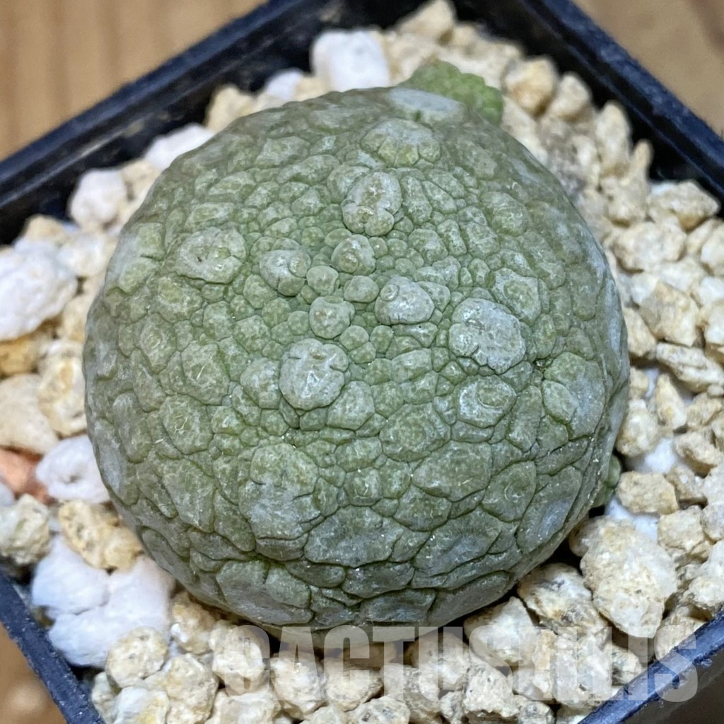 SH30670 Pseudolithos migiurtinus