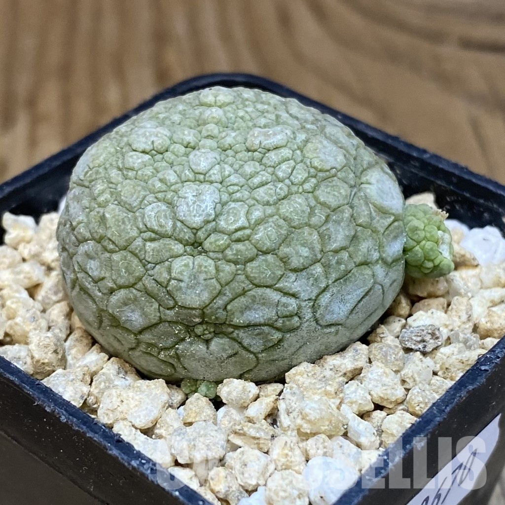 SH30670 Pseudolithos migiurtinus - Image 2