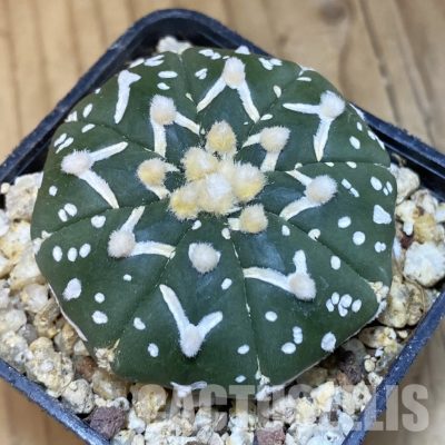 SH30648 Astrophytum asterias ‘Super Kabuto’ V-type f. nudum