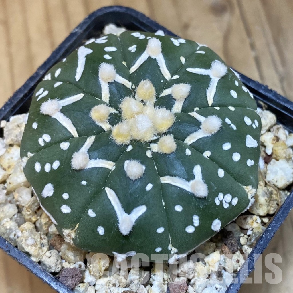 SH30648 Astrophytum asterias ‘Super Kabuto’ V-type f. nudum