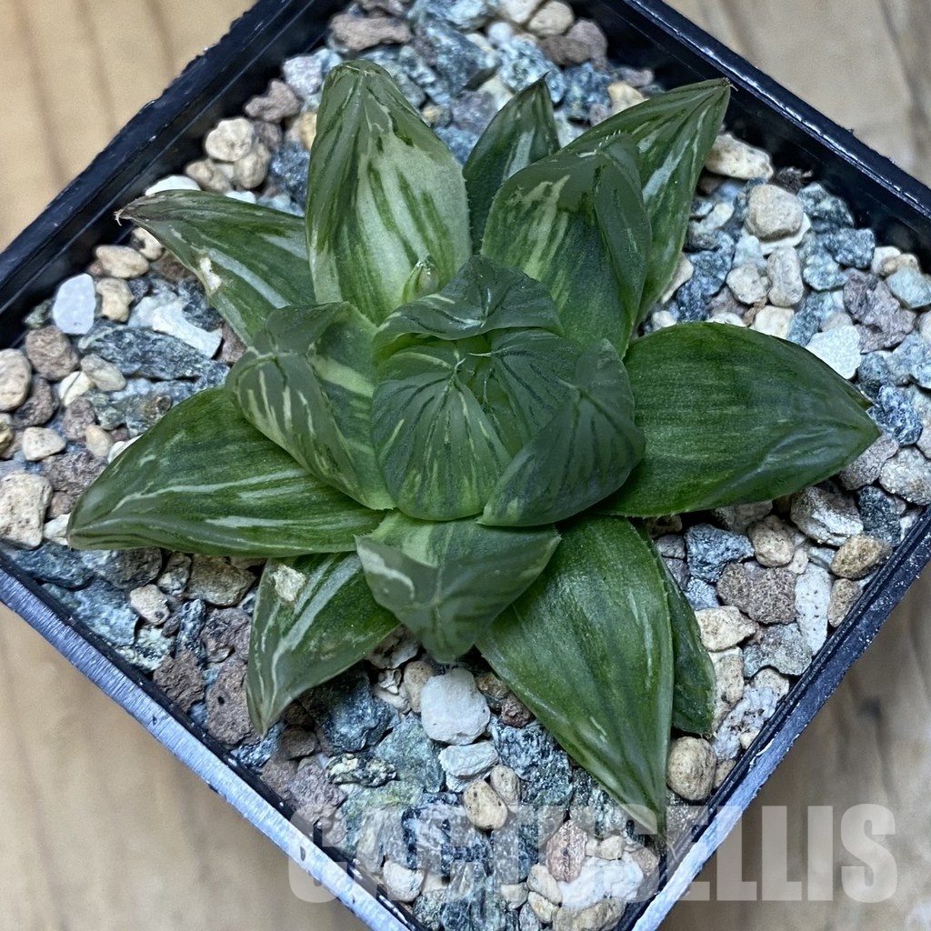 SH30673 Haworthia obtusa f. variegata - Image 2