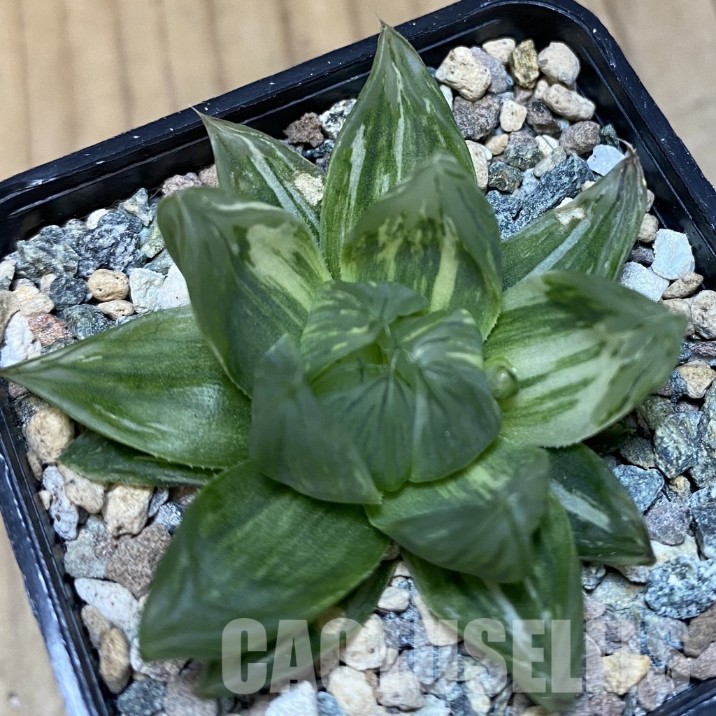 SH30673 Haworthia obtusa f. variegata - Image 3