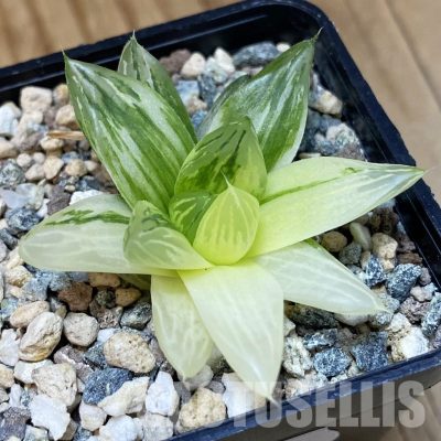 SH30674 Haworthia obtusa f. variegata