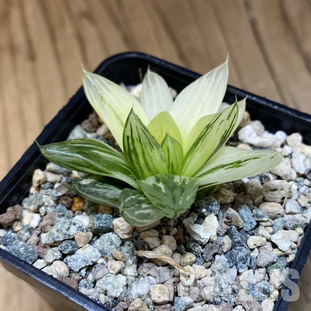 SH30674 Haworthia obtusa f. variegata - Image 2