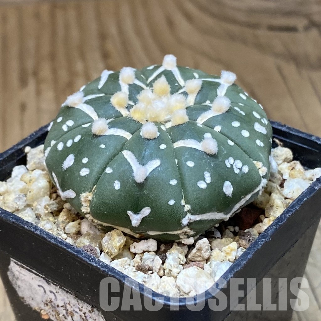 SH30648 Astrophytum asterias ‘Super Kabuto’ V-type f. nudum - Image 2