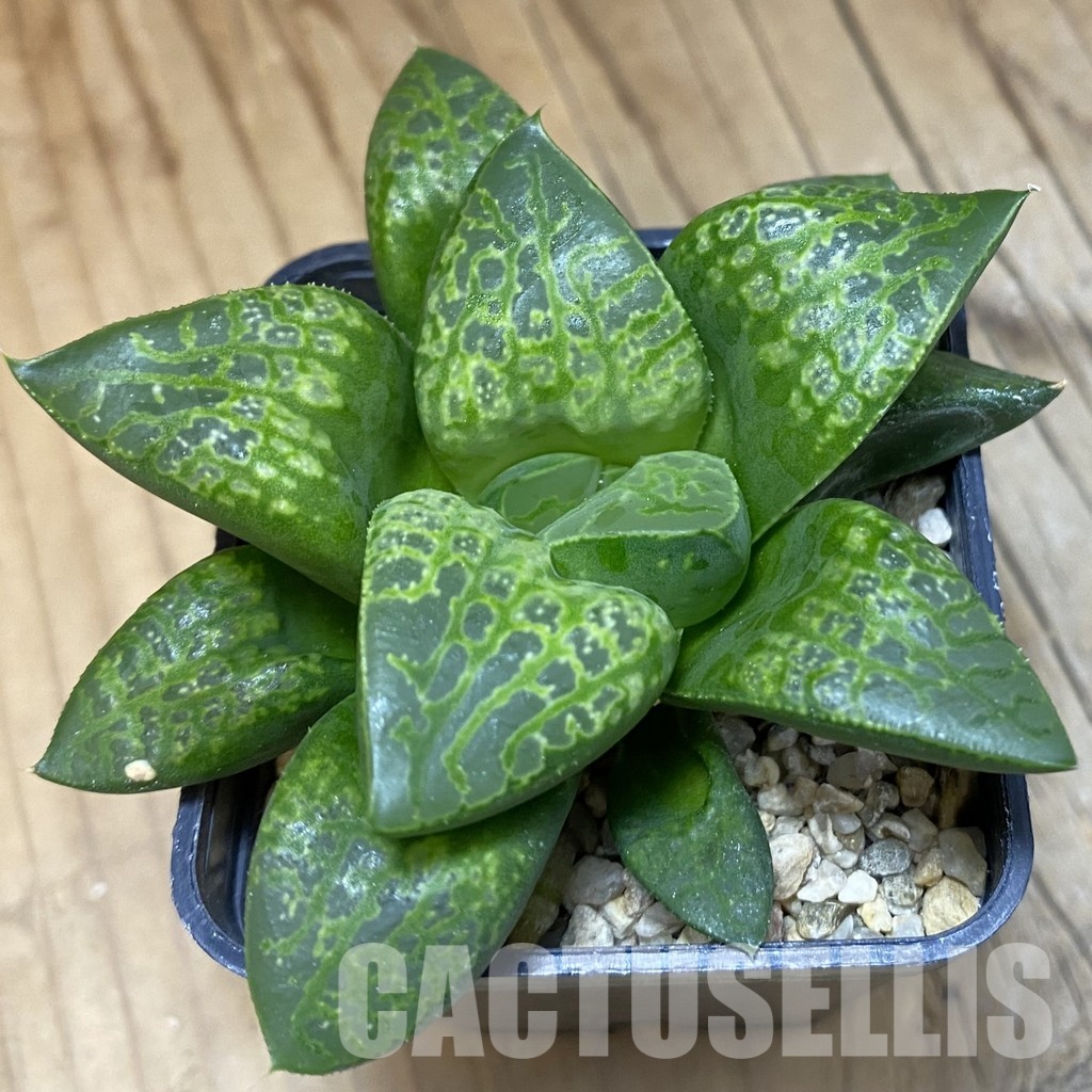 SH30675 Haworthia comptoniana ‘Kamen Butokai’